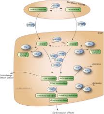 estrogen metabolism pathway overview