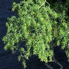 Image result for Asparagus divaricatus