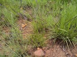 Image result for Microchloa