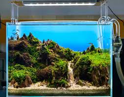 Maybe you would like to learn more about one of these? Cool And Simple Aquascape Ideas For 5 10 20 Gallon Tanks