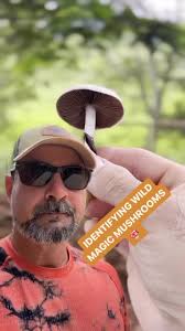 Quick ID of wild #psilocybecubensis , 🚨Make sure to always get positive ID  before consuming!, 🍄🍄🍄🍄🍄🍄🍄🍄🍄🍄🍄🍄, #mushrooms