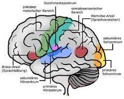 Gehirn Aufbau Und Funktionen Netdoktor De Gehirn Aufbau Gehirn Aufbau Und Funktion Anatomie Lernen