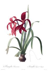 Image result for Sprekelia