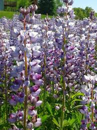 Image result for Lupinus mexicanus