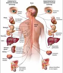 The autonomic nervous system handout is designed to help clients understand their body sensations and reactions as the automatic operation of their nervous system. Ap Psychology Unit Iii Diagram Quizlet