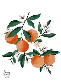 Check out our navel orange tree selection for the very best in unique or custom, handmade pieces from our craft supplies & tools shops. Oranges By Lindsay Brackeen Illustration Gouache Flowers Paintings Art Prints Watercolor Illustration