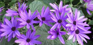 Image result for Pericallis
