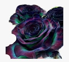 80 pieces of stunning photos ; Goth Flower Rose Colourful Freetoedit Rare Rose Beautiful Flowers Hd Png Download Transparent Png Image Pngitem