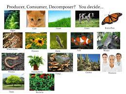 Escape will cancel and close the window. Ppt Producer Consumer Decomposer You Decide Powerpoint Presentation Id 5388722