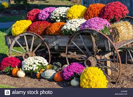 You can compensate for all these, with beautiful flowers. Wagon Mums Stockfotos Und Bilder Kaufen Alamy
