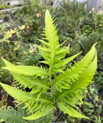 Image result for Coniogramme