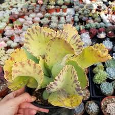 Image result for Kalanchoe marmorata
