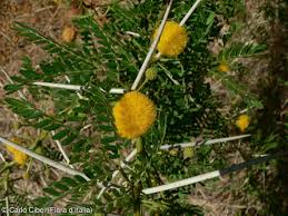 Image result for Acacia karroo
