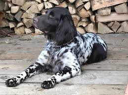 Image result for německý ohař dlouhosrstý