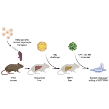 The others are hepatitis a, c, d, and e. Crispr Cas9 Gene Editing Of Hepatitis B Virus In Chronically Infected Humanized Mice Molecular Therapy Methods Clinical Development