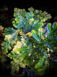 Image result for Selaginella eublepharis