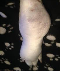 What you should know about osteosarcoma (bone cancer) in dogs. No Bones About It Osteosarcoma Is A Bad Bone Cancer Creature Comfort Care Llc