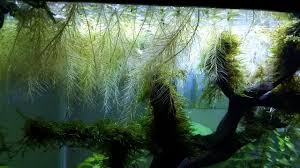 • plants need oxygen and carbon dioxide, and the roots need water and oxygen at the same time. Floating Plants For High Ph Tank Monsterfishkeepers Com