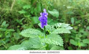 Image result for Stachytarpheta urticifolia