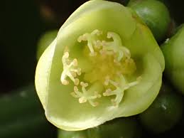 Image result for Garcinia punctata