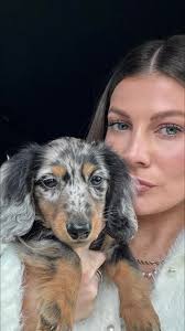 Blue Tan Dapple Dachschund Longhaired