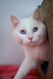 Derpy Cat Character in Movie