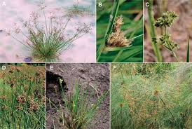 Image result for Schoenoplectiella senegalensis