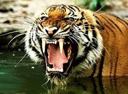 Royal Bengal Dangerous Animals Bengal Tiger Bengal Tiger Facts