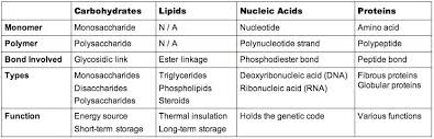 Rational Macromolecules Monomers And Polymers Chart