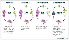 5 Reasons You Should Grow Cosmos Flowers Tips Guaranteed To Inspire Eco Peanut