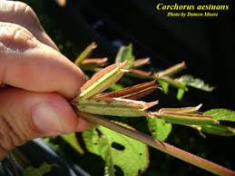 Image result for Corchorus aestuans