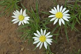 Image result for Hirpicium