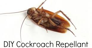 How To Get Rid Of Cockroaches For Good