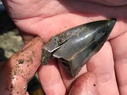 サメの歯化石 Keep Your Face To The Sunshine