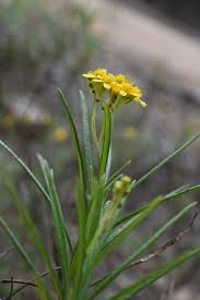 Image result for Senecio latifolius