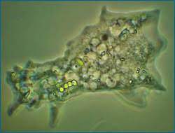 Sep 29, 2019 · amoeba under microscope 400x ad profundum. A World Under The Microscope