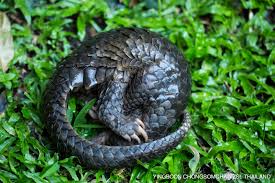Not sure what this cute little critter is? Pangolin Zooborns