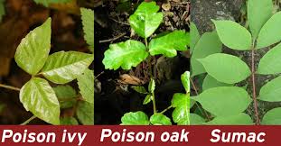 So many people develop a rash from poison ivy, oak, or sumac that it's important to avoid areas can babies get a rash from poison ivy, oak, or sumac? Poison Ivy Sutton Family Skin Care
