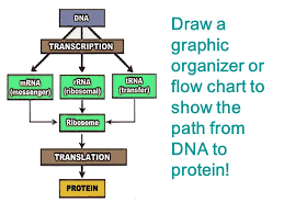 How Do We Get Proteins From A Bunch Of As Ts Cs And Gs