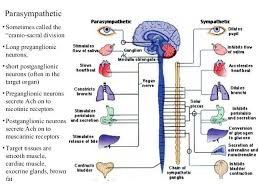 Sympathetic Vs Parasympathetic Chart Anatomical Differences