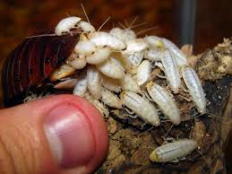 Baby Cockroach Pictures Identification How To Get Rid Of Cockroaches Naturally