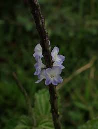 Image result for Stachytarpheta cayennensis