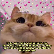 Memes Soft En 2020 Memes Lindos Memes Divertidos Memes Romanticos