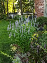 Image result for Asterochaete angustissima