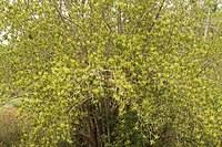 Image result for Excoecaria bussei