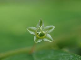 Image result for Phyllanthus hutchinsonianus