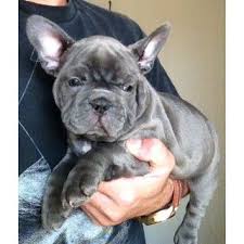 Akc Champion Bloodlines French Bulldog Dog Clothes Diy French Bulldog Cute Puppies