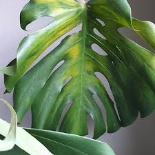 Wondering Why Your Monstera Plant Leaves Are Yellowing Yellow Leaves Can Also Mean A Few Different Things If Plant Leaves Plants Liquid Fertilizer