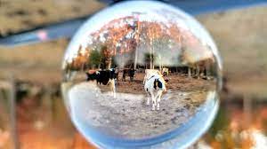Crystal Ball Tyrese Gould Jacinto Crystal Ball Crystals Shell Art