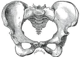 The perfect upper body workout we earn a commission for products purchased through some links in this article. Area Of The Body Between Legs And Genitals English Language Usage Stack Exchange